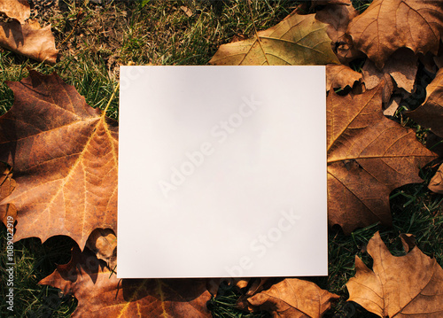 Natural , forest, autumn, copy space arrangement. Botany , fall multi-colored background.
