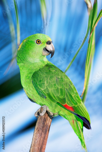 Yellow naped amazon parrot parrot canary colored bird
 photo