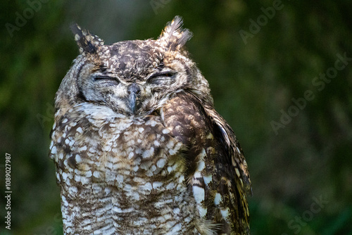 Brown Horned Owl sleeping