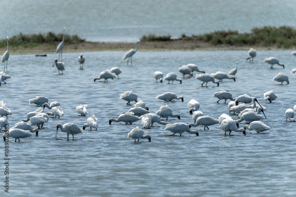 Black-faced spoonbills searching for fish in the water Black-faced spoonbills searching for fish in the water