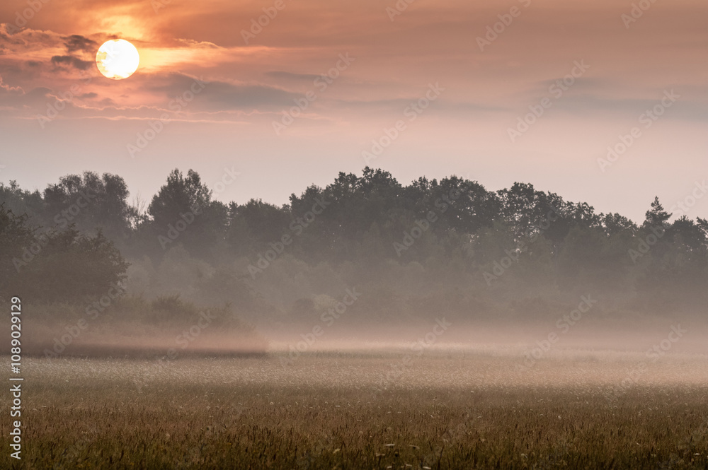 mgły nad polami i łąkami pod lasem wcześnie rano
