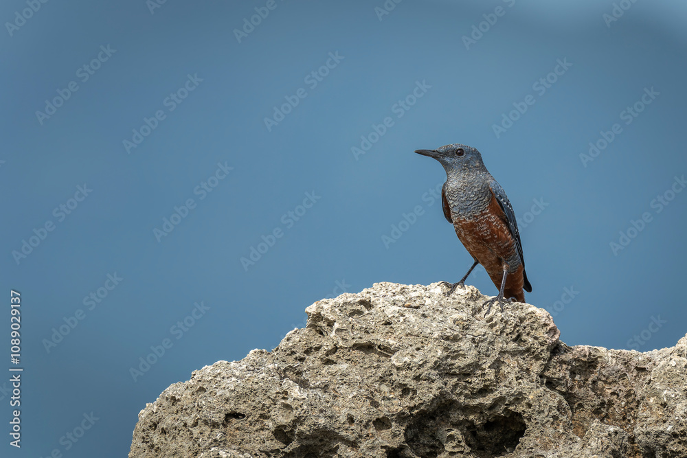 Blue rock thrush male sitting on a rock Blue rock thrush male sitting on a rock