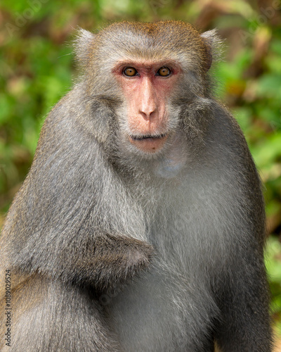 Portrait of  Formosan rock macaque photo