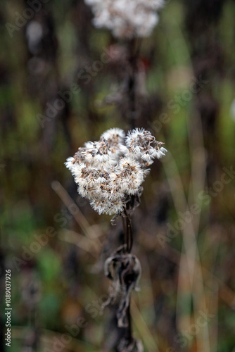 Macro image of a Hemp Agrimony seed head, Derbyshire England
 photo