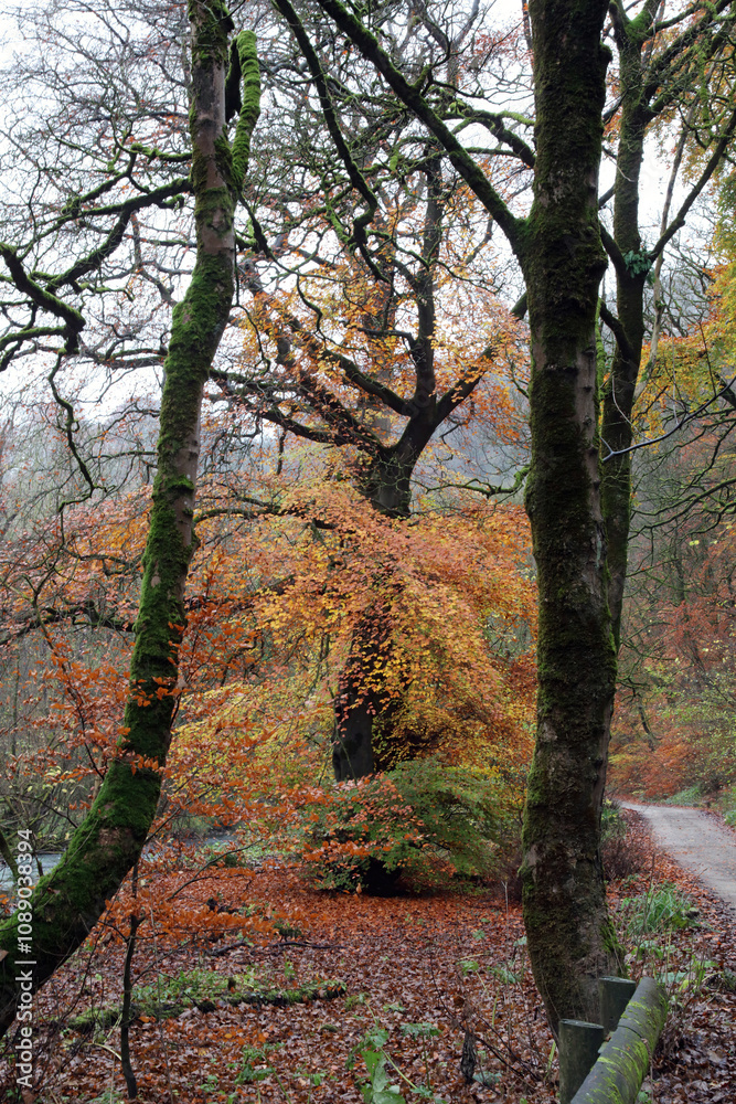 View through English Beech woodland on a wet Autumn day, Derbyshire England
View through English Beech woodland on a wet Autumn day, Derbyshire England