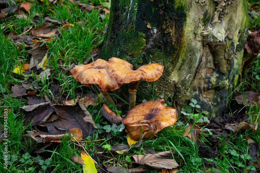 Clitocybe flaccida mushrooms on a tree in the forest Clitocybe flaccida mushrooms on a tree in the forest