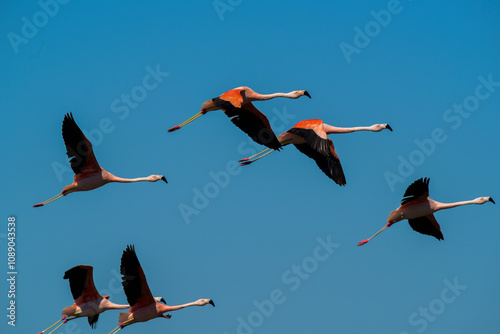 Flamingos flock on a migratory journey, La Pampa Province, Patagonia, Argentina. photo