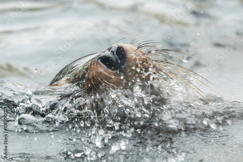 Seehund taucht aus dem Wasser auf photo