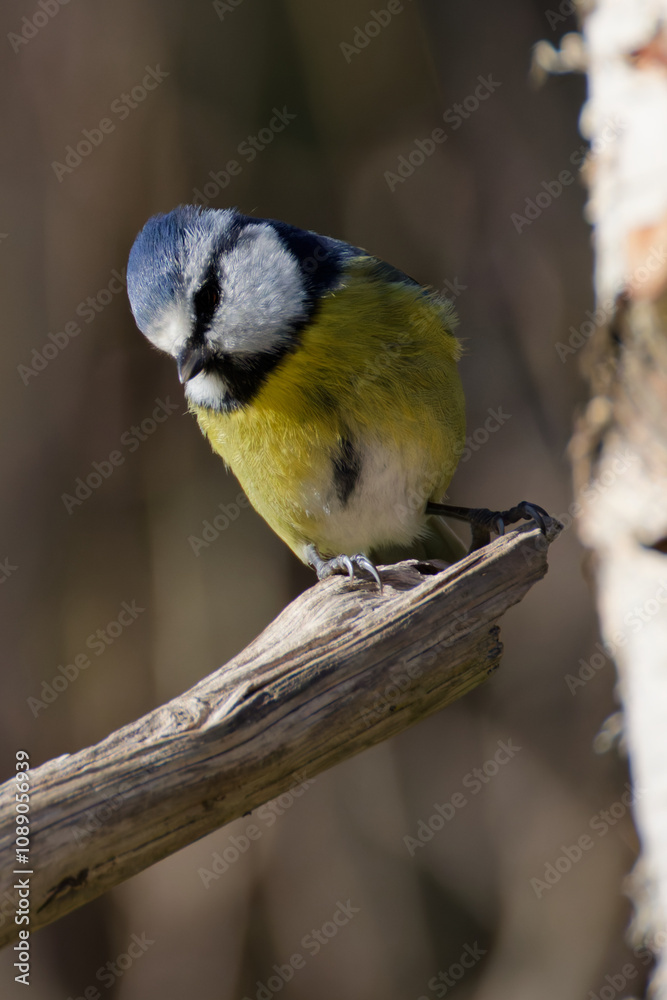 Fototapeta premium mésange bleue