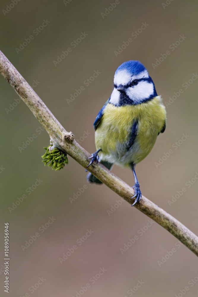 Obraz premium mésange bleue
