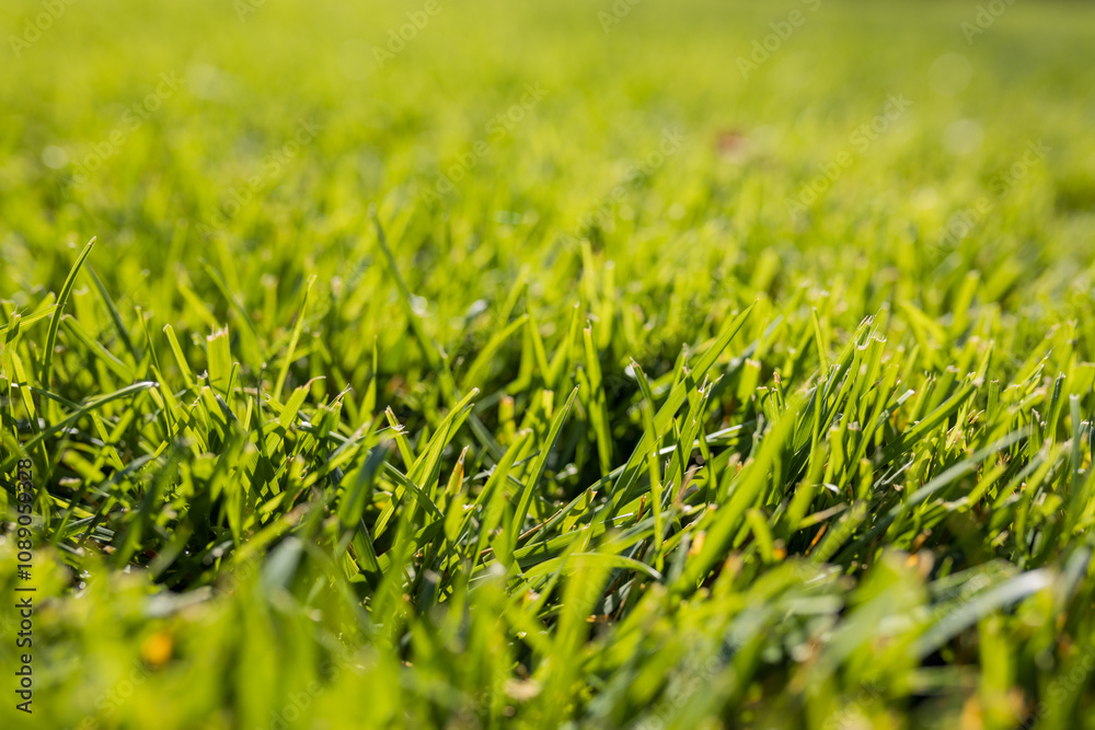 Lush green grass covering a sunny field during a bright afternoon, showcasing vibrant nature in full bloom Lush green grass covering a sunny field during a bright afternoon, showcasing vibrant nature in full bloom