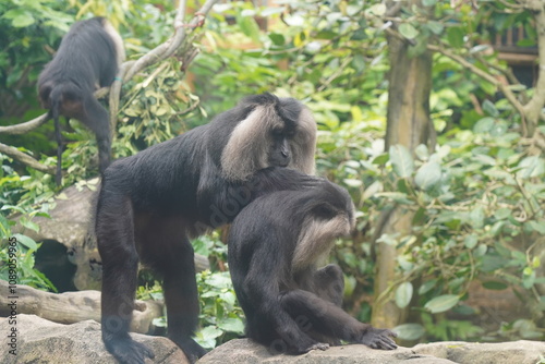 The lion-tailed macaque (Macaca silenus) is a unique and endangered primate native to the Western Ghats in southern India. It is one of the smallest and most distinctive macaque species.|獅尾獼猴
