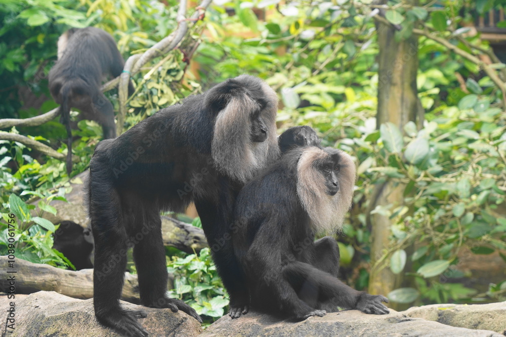 The lion-tailed macaque (Macaca silenus) is a unique and endangered primate native to the Western Ghats in southern India. It is one of the smallest and most distinctive macaque species.|獅尾獼猴 The lion-tailed macaque (Macaca silenus) is a unique and endangered primate native to the Western Ghats in southern India. It is one of the smallest and most distinctive macaque species.|獅尾獼猴
