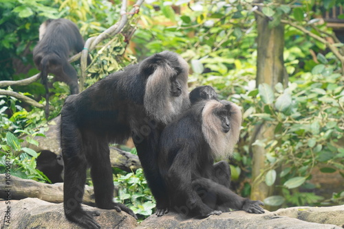 The lion-tailed macaque (Macaca silenus) is a unique and endangered primate native to the Western Ghats in southern India. It is one of the smallest and most distinctive macaque species.|獅尾獼猴 photo