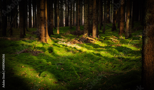 Enchanted Forest with Sunlit Mossy Floor