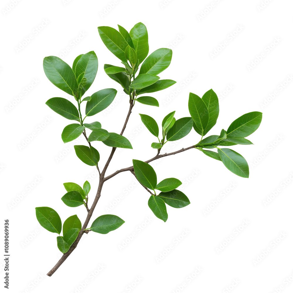Fresh green leaves on a branch. transparent background Fresh green leaves on a branch. transparent background