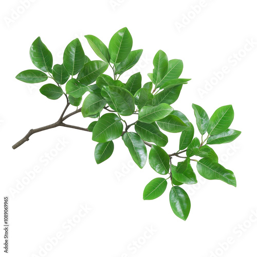 Fresh green leaves on a branch. transparent background