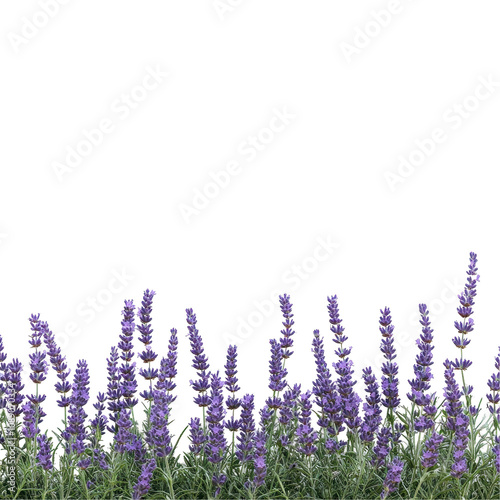 Vibrant purple flowers blooming in a garden. transparent background