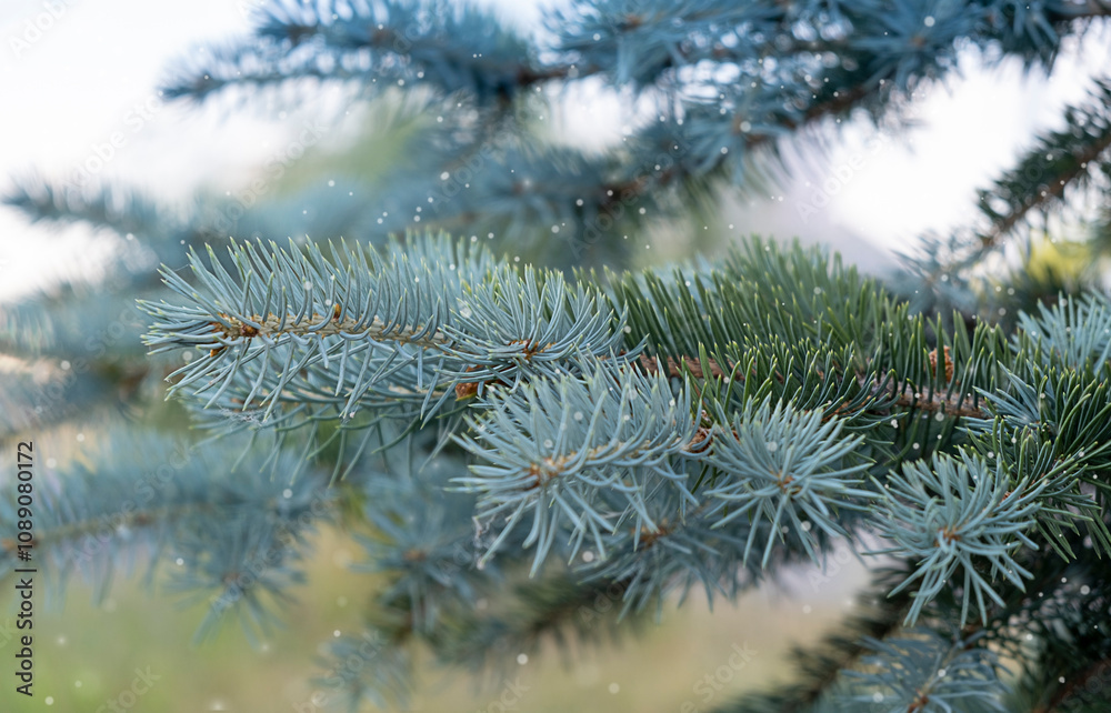 Christmas tree without decorations outdoor in park, beautiful blue spruce waiting for decorate, snow fall. Christmas tree without decorations outdoor in park, beautiful blue spruce waiting for decorate, snow fall.