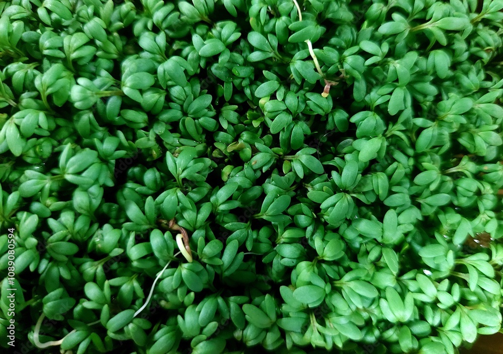 Obraz premium Close-up view of vibrant green cress microgreens densely packed together, showcasing fresh, lush growth. Perfect for healthy living and culinary inspiration.