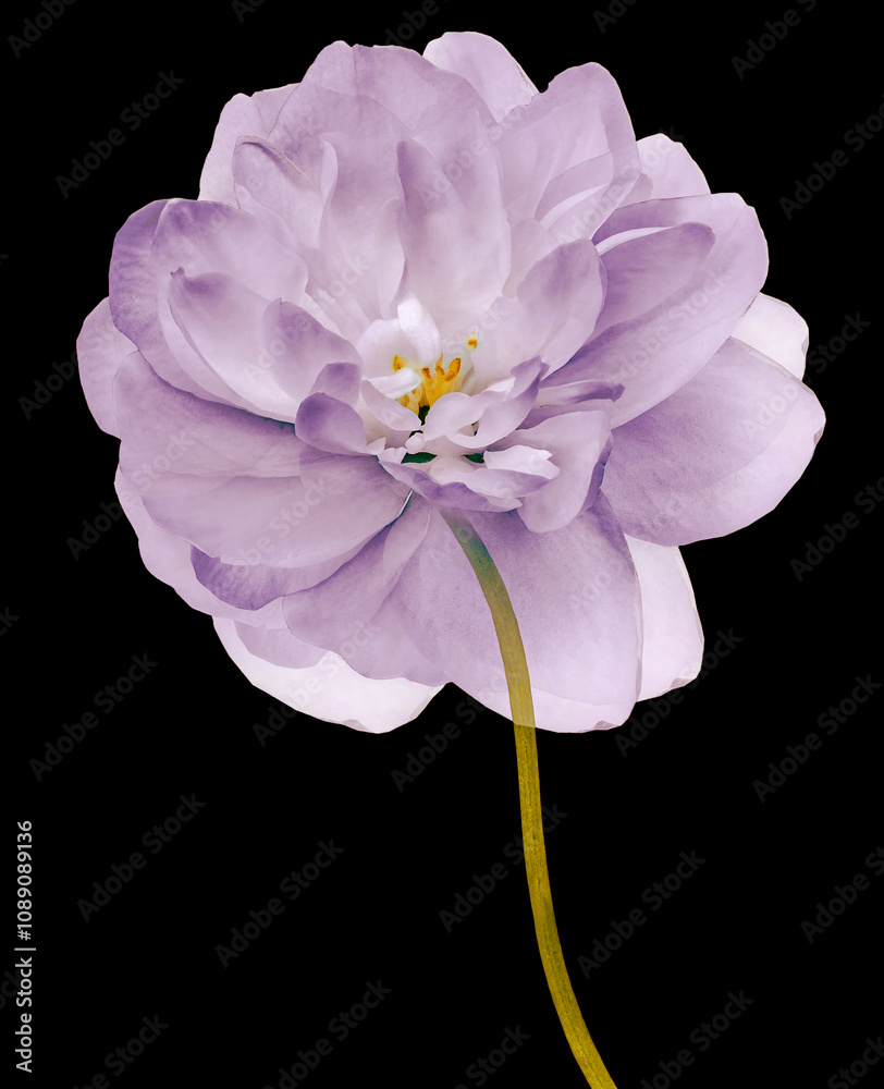 Fototapeta premium Purple flower isolated on black background with clipping path. Closeup. For design. Nature.