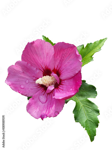 Pink rose of Sharon flower, Althea (Hibiscus Syriacus) isolated on a transparent background