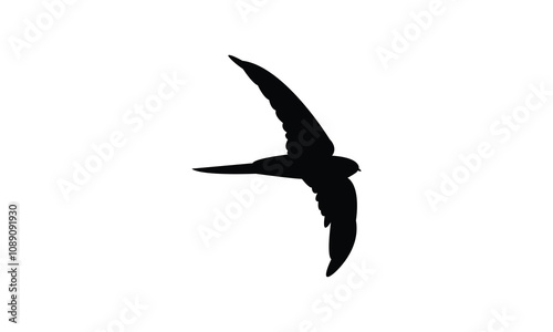 Swift Bird Silhouette Design  And Vector Illustration. 