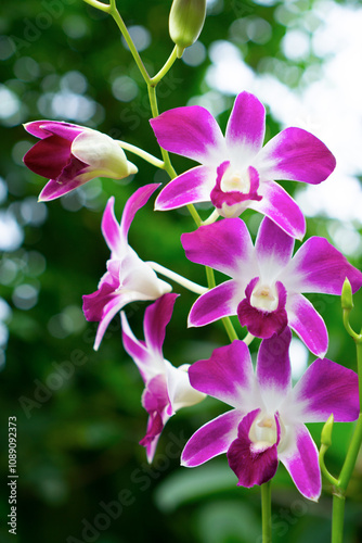 Larat orchid (Dendrobium bigibbum), native to Larat Island. The flowers are purple and neatly arranged. This plant was appointed as the identity flora of Maluku Province, Indonesia photo