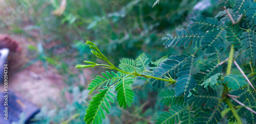 kicker leaf green and healthy 