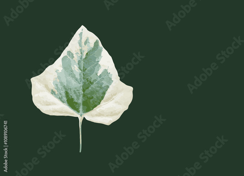 Green and white leaf Canarian ivy isolated on green background. Both green and cream Hedera Canariensis ivy leaf. Variegated ivy, variegated forest ivy, Hedera colchica Dentata Variegata. Template.
 photo