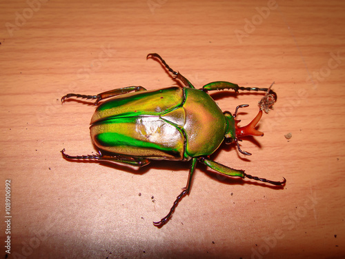 closeup male fruit flower chafer cetoniinae scarab beetle eudicella  photo