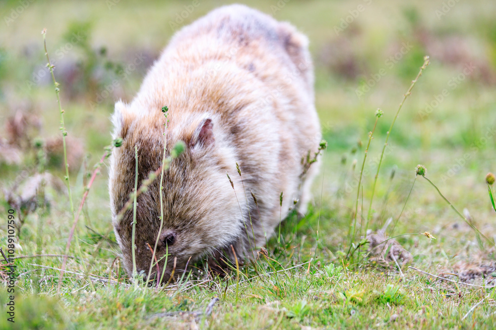 Wombat Grazing Peacefully in Natural Habitat, Wilsons Prom, Australia Wombat Grazing Peacefully in Natural Habitat, Wilsons Prom, Australia