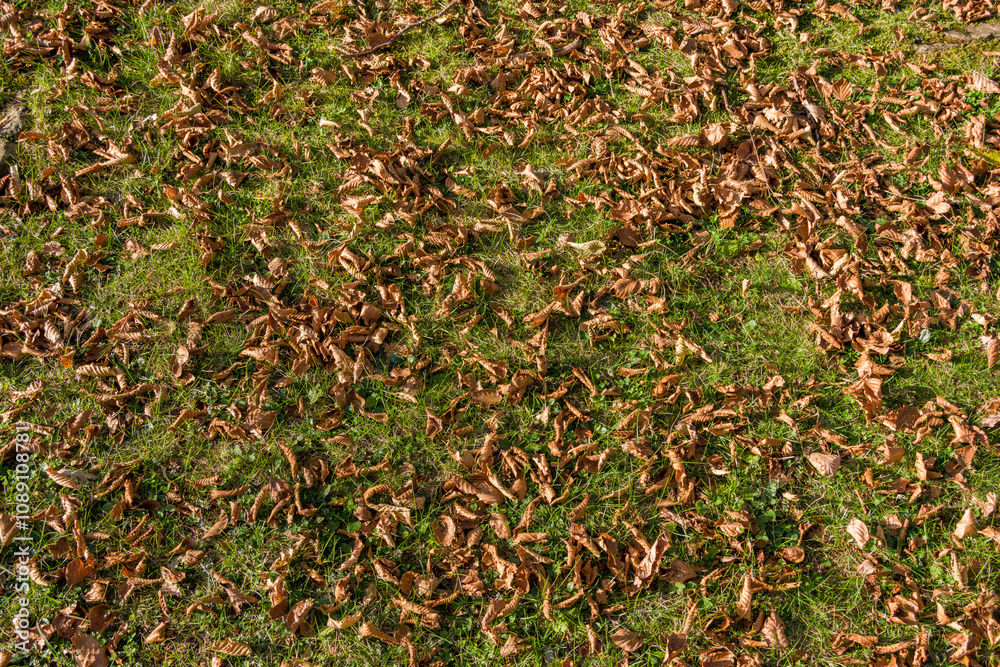 Foto Texture di foglie, erbe e muschio sull'Appennino bolognese a fine novembre