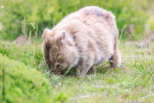 Close-Up of Wombat Grazing in Grassland, Wilsons Prom, Australia