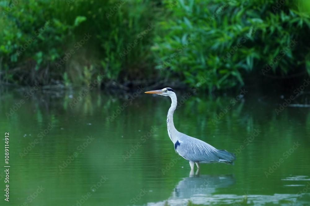 A beautiful grey heron is fishing by the pond. Ardea cinerea A beautiful grey heron is fishing by the pond. Ardea cinerea