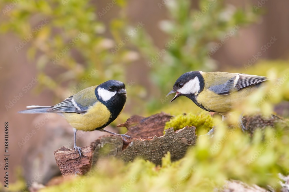 Fototapeta premium Two cute great tit are sitting on a piece of tree bark. Parus major. 