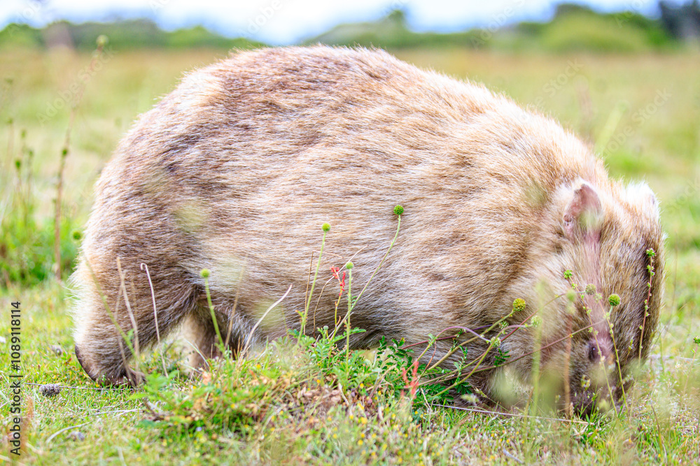 Naklejka premium Close-Up of Wombat Grazing in Grassland, Wilsons Prom, Australia