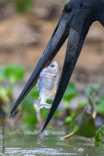 Jabiru stork with Spotted piranha photo