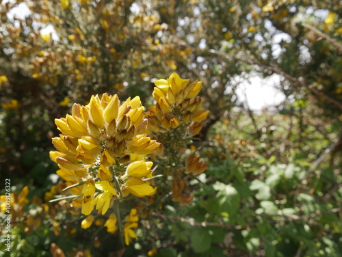 close up of a twig of flowering common gorse or furzebush in daylight. Evergreen shrub with yellow flowers.Ulex europaeus photo