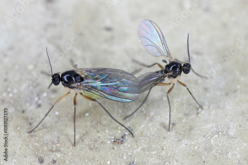 Adults of Dark-winged fungus gnat, Sciaridae on a window sill. Common pests that damage roots of potted plants in homes and apartments.