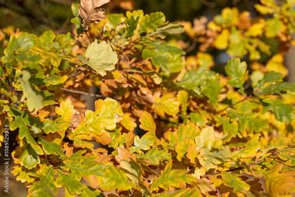Autumn oak leaves on the branches Autumn oak leaves on the branches