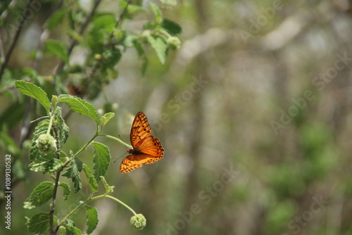 borboleta laranja pousando em flor   photo