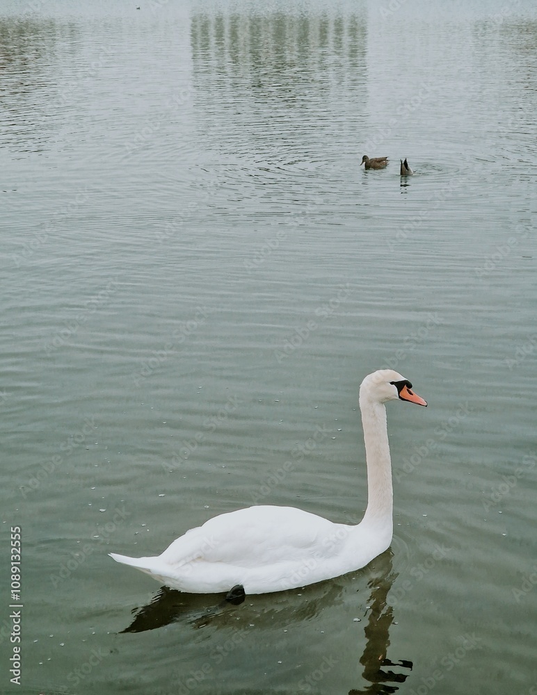 Fototapeta premium White swan in the park on the pond