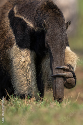 Giant anteater photo