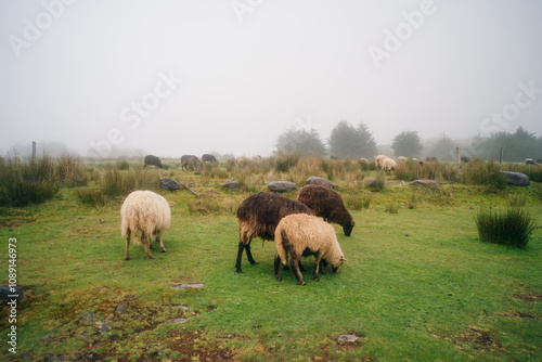 sheep in the fog in madeira