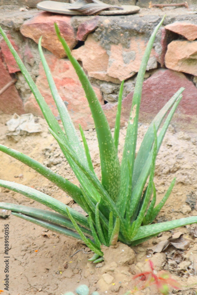 Fototapeta premium Vibrant green Aloe Vera plant showcasing its thick, fleshy leaves known for medicinal and skincare benefits.