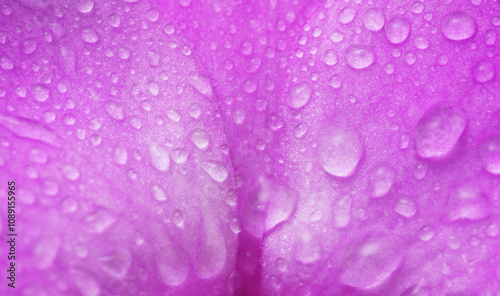 Close-up macro soft focus texture water drop on petal purple orchid flowers tropical plant blossom background.flora desktop wallpaper,beauty or spa cosmetic banner poster, website cover design.