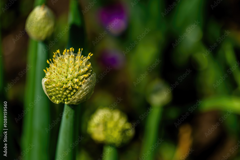 Heads of flowering onions in close-up in summer on the plot. Heads of flowering onions in close-up in summer on the plot.