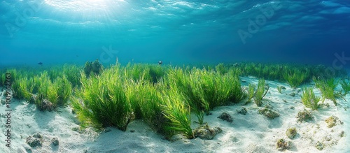 Underwater Seagrass Meadow
