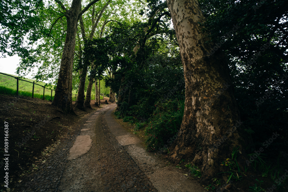 Fototapeta premium Palheiro Gardens in Madeira, Portugal.